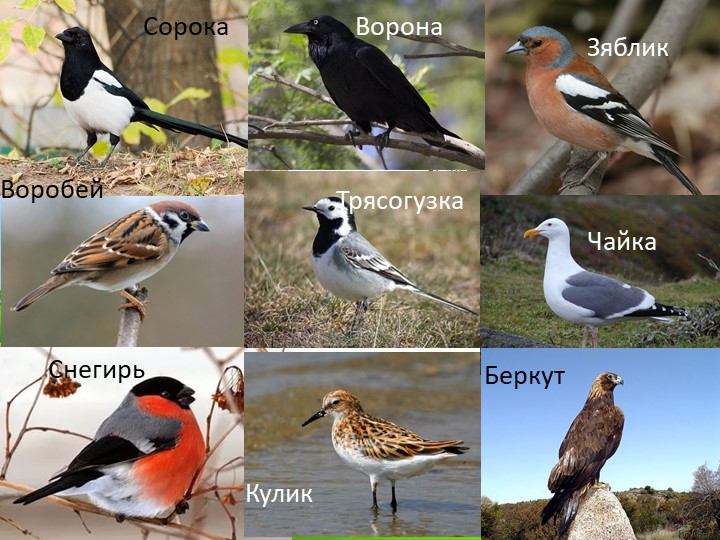 Презентация "Природа Красноярского края"