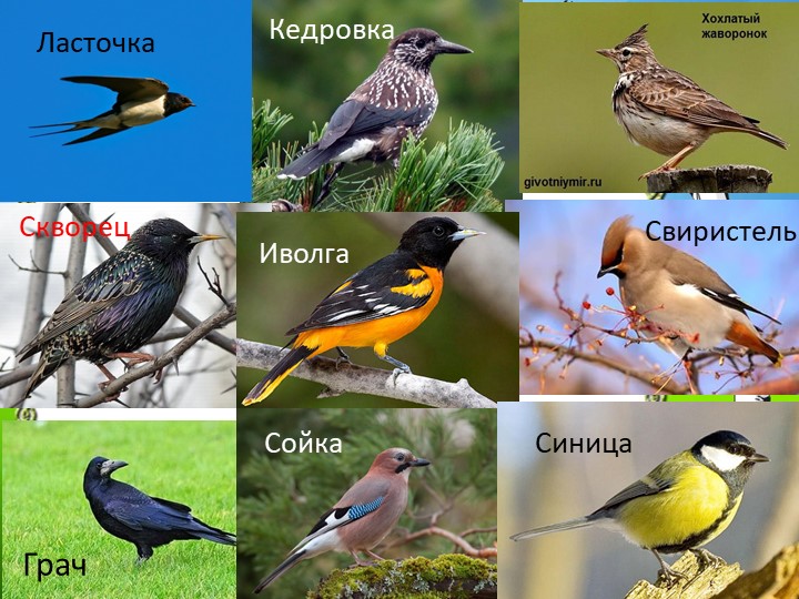 Презентация "Природа Красноярского края"
