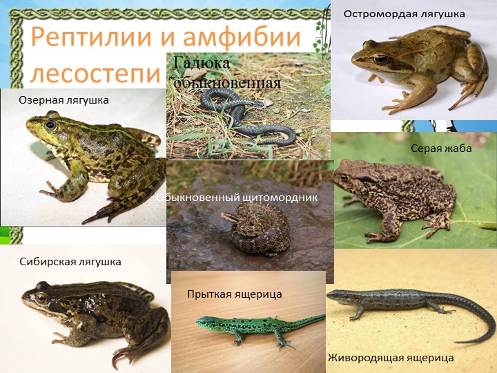 Презентация "Природа Красноярского края"