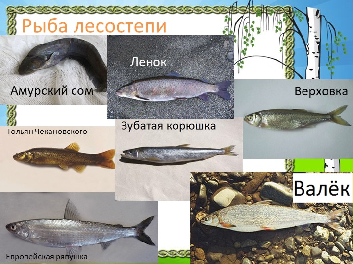 Презентация "Природа Красноярского края"