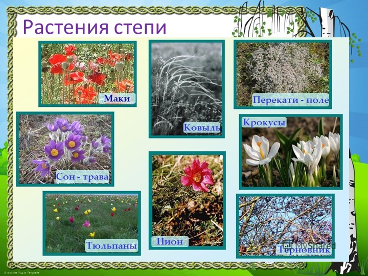 Презентация "Природа Красноярского края"