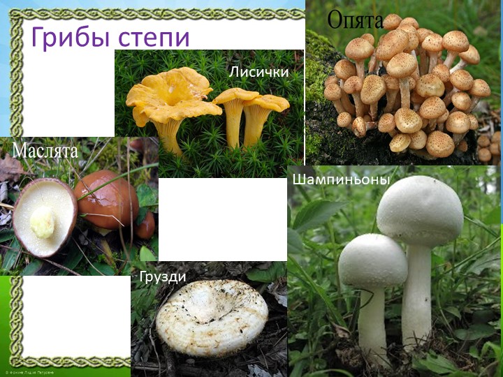 Презентация "Природа Красноярского края"
