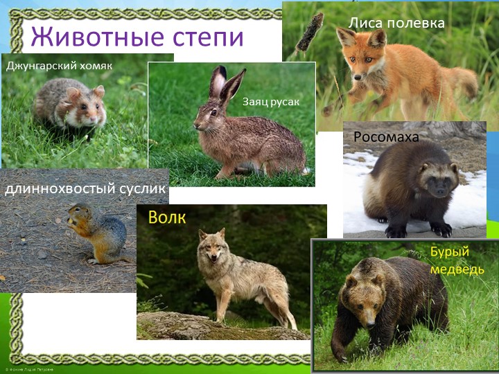 Презентация "Природа Красноярского края"