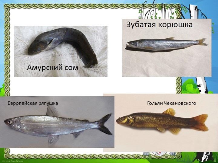 Презентация "Природа Красноярского края"
