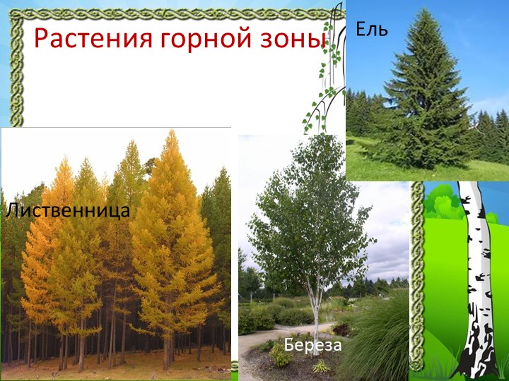 Презентация "Природа Красноярского края"