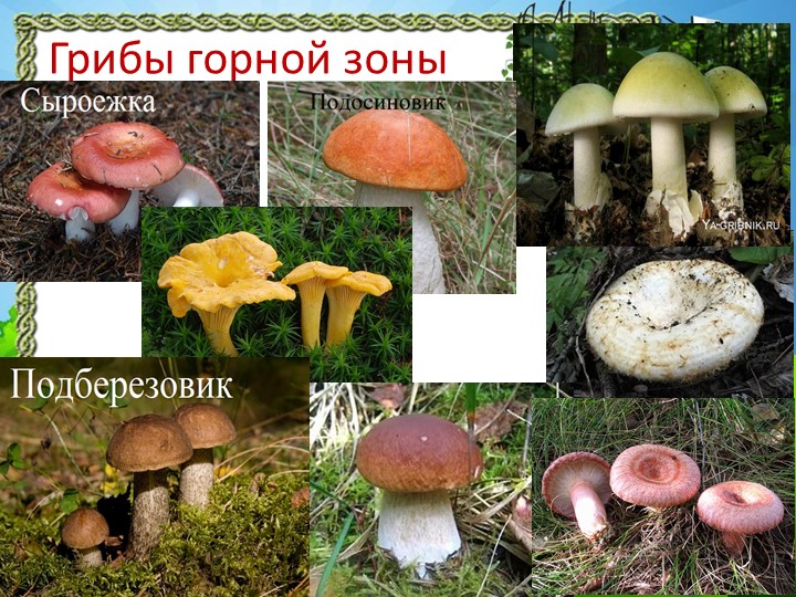 Презентация "Природа Красноярского края"