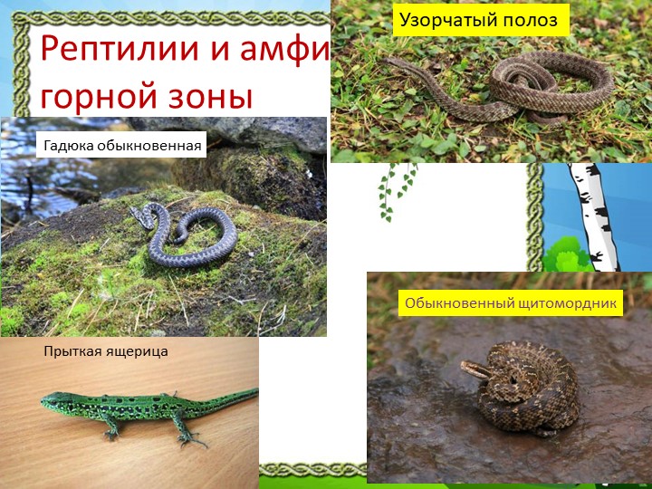 Презентация "Природа Красноярского края"