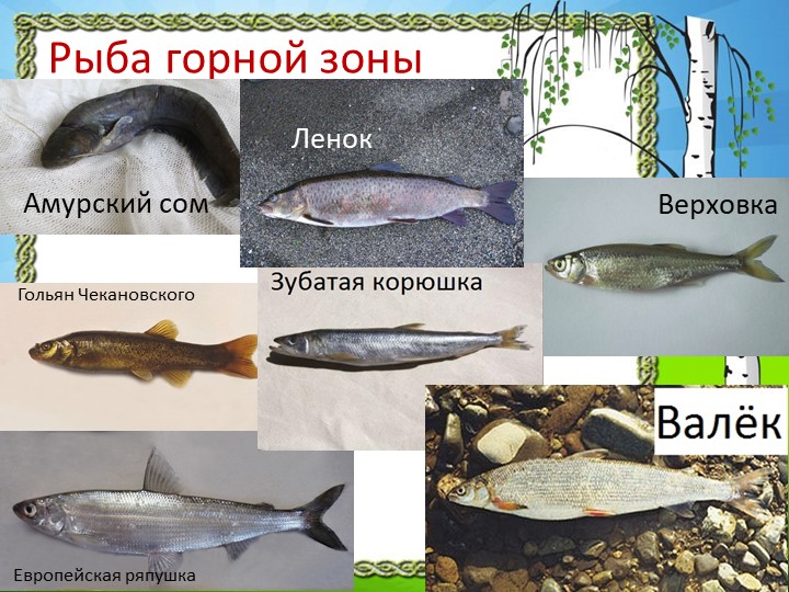 Презентация "Природа Красноярского края"