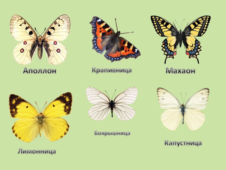 Презентация на тему"Бабочка красавица"(Старшая группа)