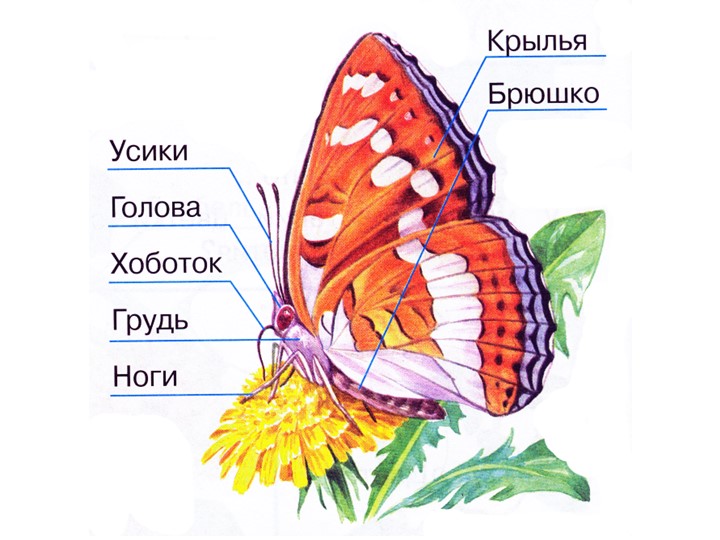 Презентация на тему"Бабочка красавица"(Старшая группа)