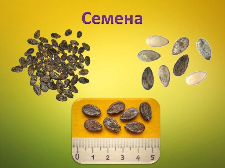 Ознакомление детей среднего дошкольного возраста с арбузом