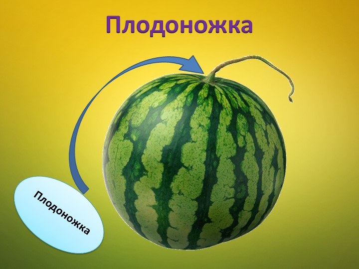 Ознакомление детей среднего дошкольного возраста с арбузом