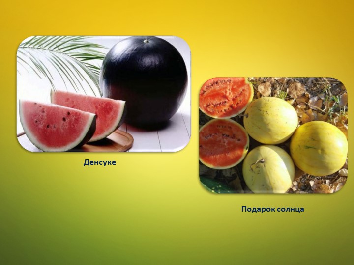 Ознакомление детей среднего дошкольного возраста с арбузом