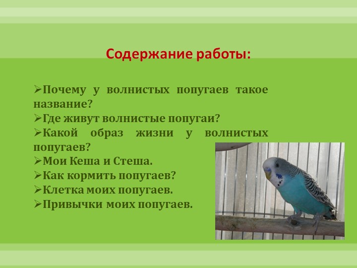 Интеллектуально-творческая игра "Экоколобок " Проект "Мои любимцы"