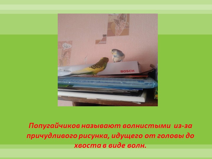 Интеллектуально-творческая игра "Экоколобок " Проект "Мои любимцы"
