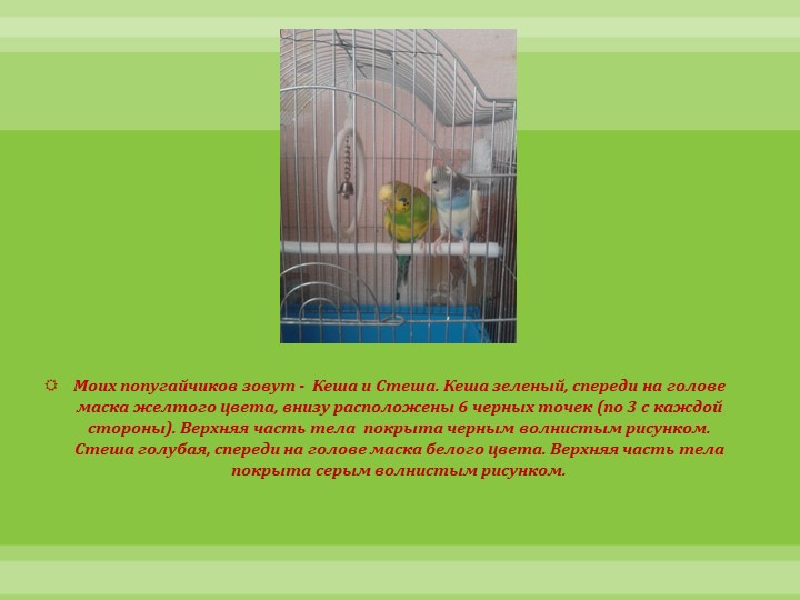 Интеллектуально-творческая игра "Экоколобок " Проект "Мои любимцы"