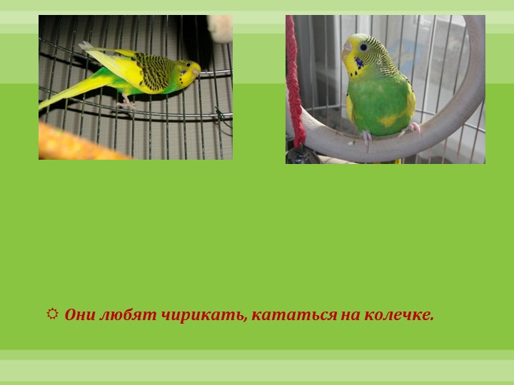 Интеллектуально-творческая игра "Экоколобок " Проект "Мои любимцы"