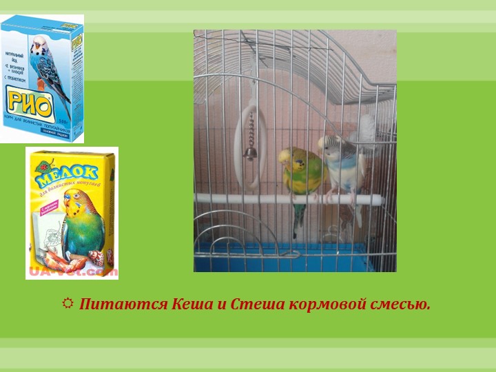 Интеллектуально-творческая игра "Экоколобок " Проект "Мои любимцы"