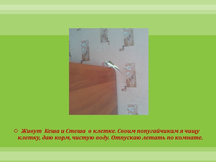 Интеллектуально-творческая игра "Экоколобок " Проект "Мои любимцы"