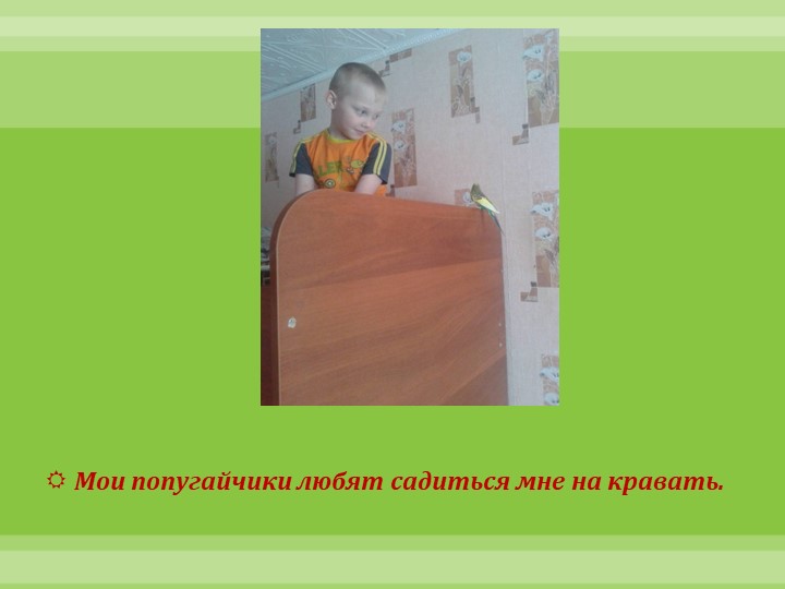 Интеллектуально-творческая игра "Экоколобок " Проект "Мои любимцы"