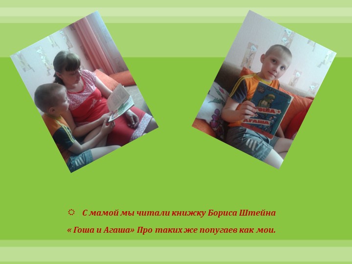 Интеллектуально-творческая игра "Экоколобок " Проект "Мои любимцы"