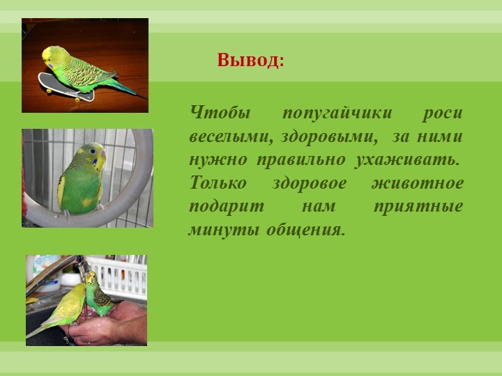 Интеллектуально-творческая игра "Экоколобок " Проект "Мои любимцы"