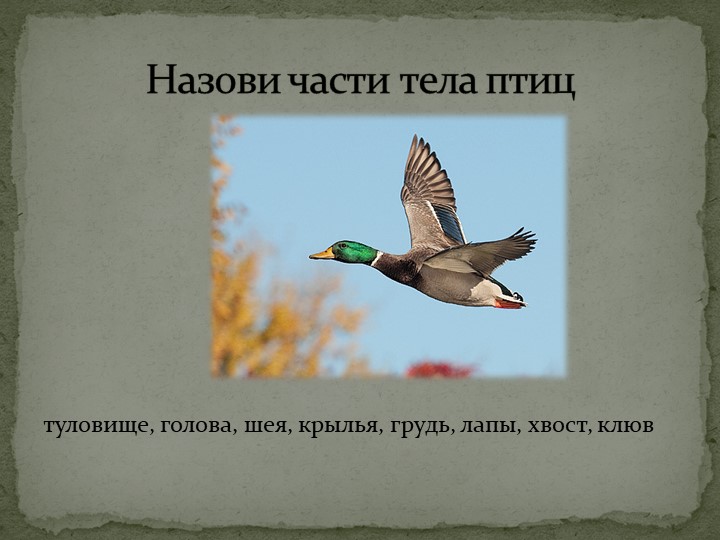 Презентация: "Перелётные птицы" средняя группа