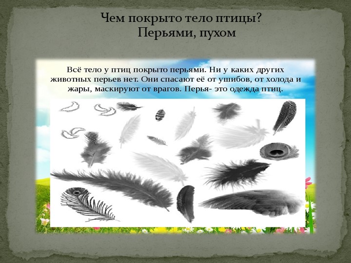 Презентация: "Перелётные птицы" средняя группа