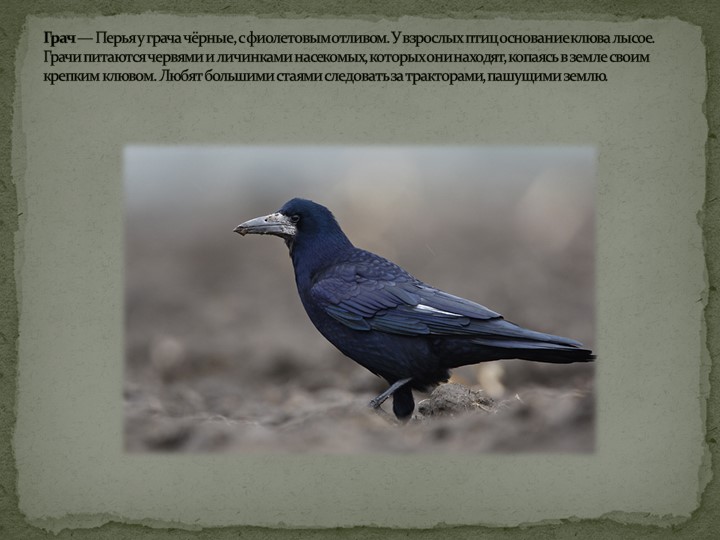 Презентация: "Перелётные птицы" средняя группа