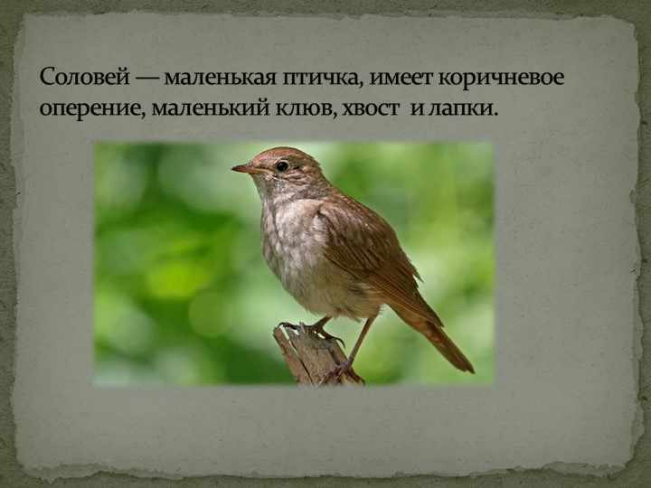 Презентация: "Перелётные птицы" средняя группа