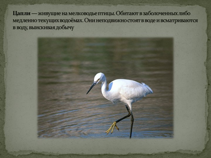 Презентация: "Перелётные птицы" средняя группа