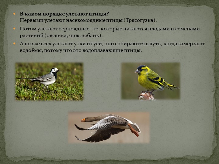 Презентация: "Перелётные птицы" средняя группа