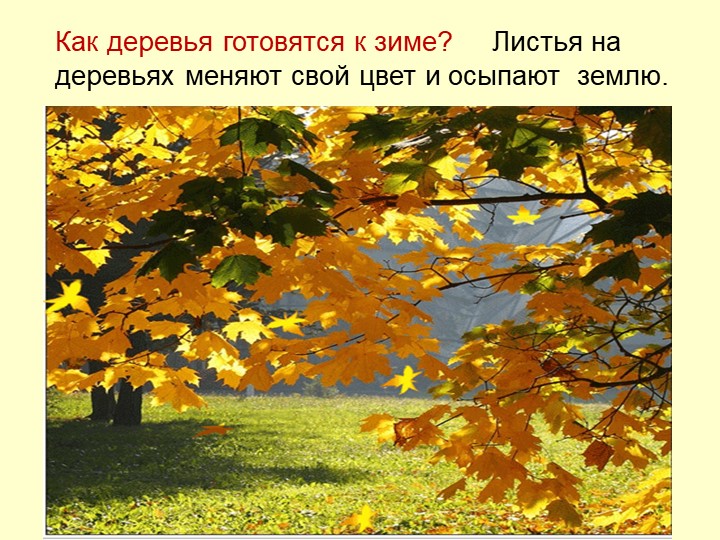 Презентация Осень для детей средней группы