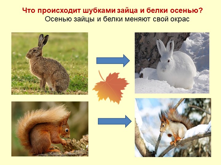 Презентация Осень для детей средней группы