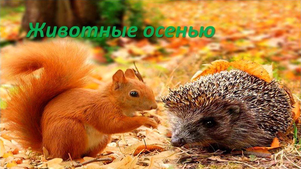 Презентация "Осень" старший дошкольный возраст