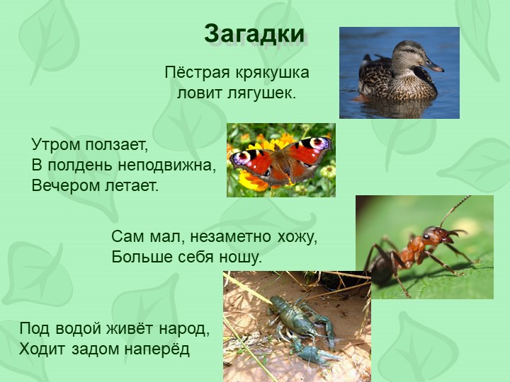 Викторина по произведениям Виталия Бианки