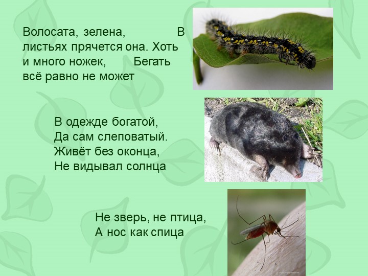 Викторина по произведениям Виталия Бианки