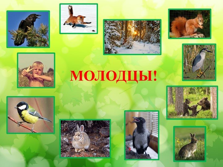 Литературная викторина по произведениям Н.И. Сладкова