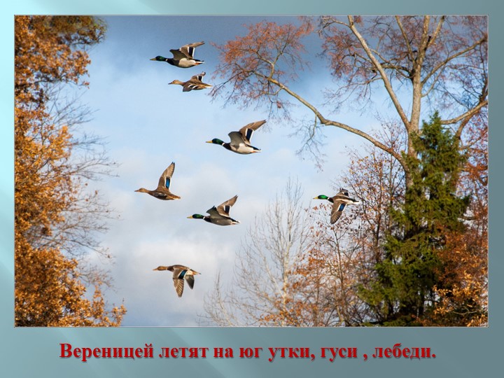 Презентация для детей подготовительной к школе группе на открытое занятие : "Летят перелетные птицы"