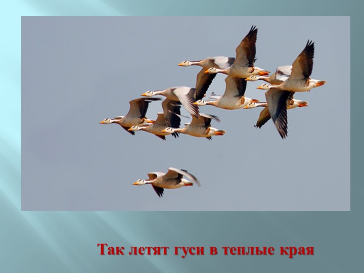 Презентация для детей подготовительной к школе группе на открытое занятие : "Летят перелетные птицы"