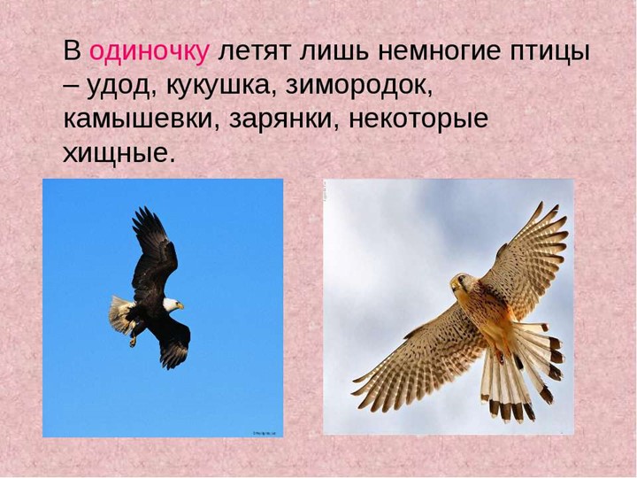 Презентация для детей подготовительной к школе группе на открытое занятие : "Летят перелетные птицы"