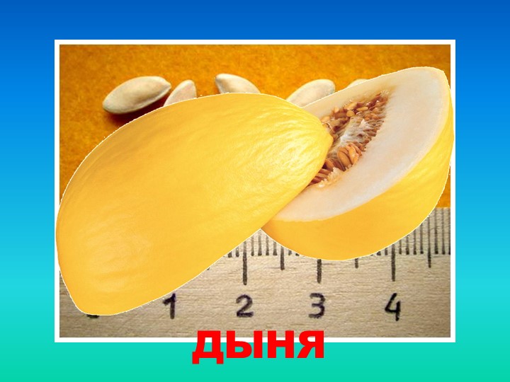 Презентация "Такие разные семена"