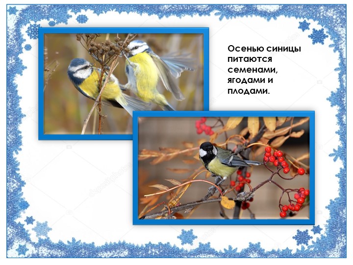Презентация "Птичка синичка" (для детей 1 младшей группы)