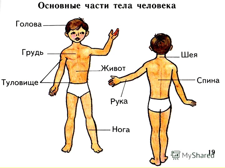 Презентация для дошкольников "Части тела человека"