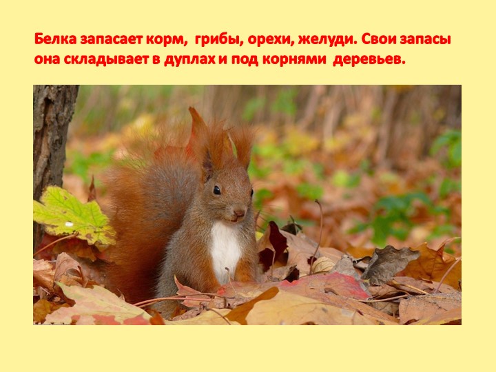 Презентация "Осень - дивная пора" (для детей старшего дошкольного возраста)