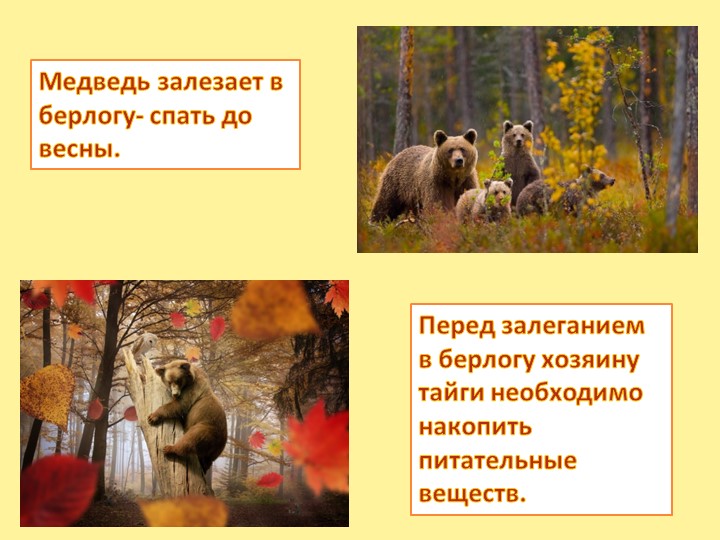 Презентация "Осень - дивная пора" (для детей старшего дошкольного возраста)