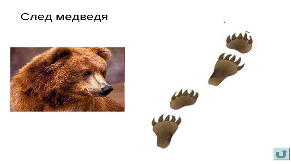 Презентация к занятию "Чьи следы"