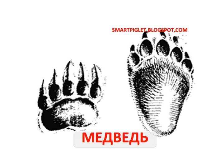 Презентация по художественно -эстетическому развитию. аппликация в старшей группе на тему: "Царство диких животных"