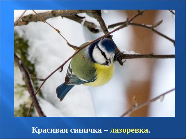 Птицы зимой. Презентация для детей