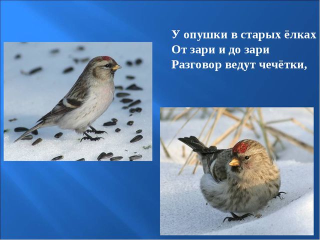 Птицы зимой. Презентация для детей